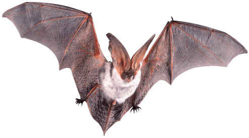 the morbat